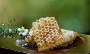 foto del miele su un piatto con dei fiori intorno